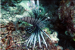 Lionfish